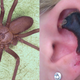 Illustration for article titled This domestic spider can liquify your flesh with one bite